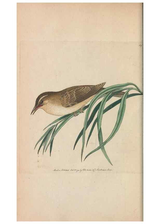 Reproducción/Reproduction 30752465782: The naturalist's miscellany, or Coloured figures of natural objects. London :Printed for Nodder & Co.,1789-1813