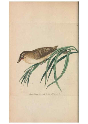 Reproducción/Reproduction 30752465782: The naturalist's miscellany, or Coloured figures of natural objects. London :Printed for Nodder & Co.,1789-1813