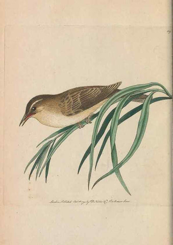 Reproducción/Reproduction 30752465782: The naturalist's miscellany, or Coloured figures of natural objects. London :Printed for Nodder & Co.,1789-1813