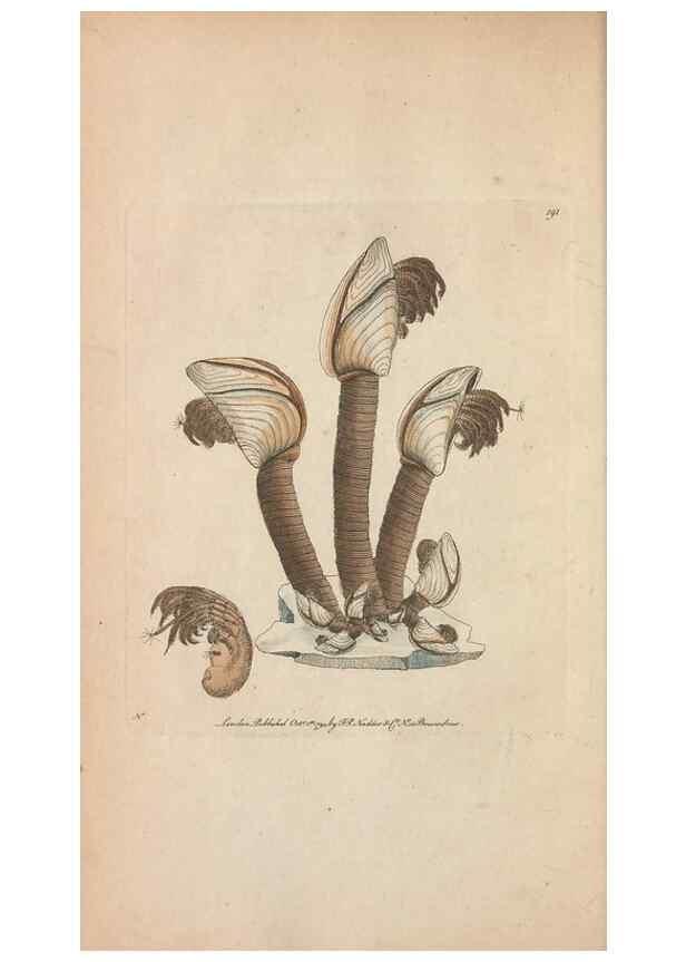 Reproducción/Reproduction 30567772490: The naturalist's miscellany, or Coloured figures of natural objects. London :Printed for Nodder & Co.,1789-1813