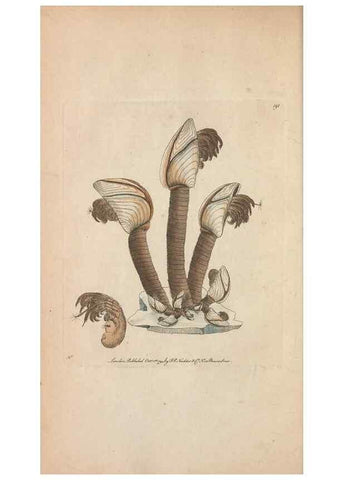 Reproducción/Reproduction 30567772490: The naturalist's miscellany, or Coloured figures of natural objects. London :Printed for Nodder & Co.,1789-1813