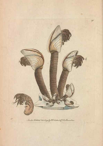 Reproducción/Reproduction 30567772490: The naturalist's miscellany, or Coloured figures of natural objects. London :Printed for Nodder & Co.,1789-1813