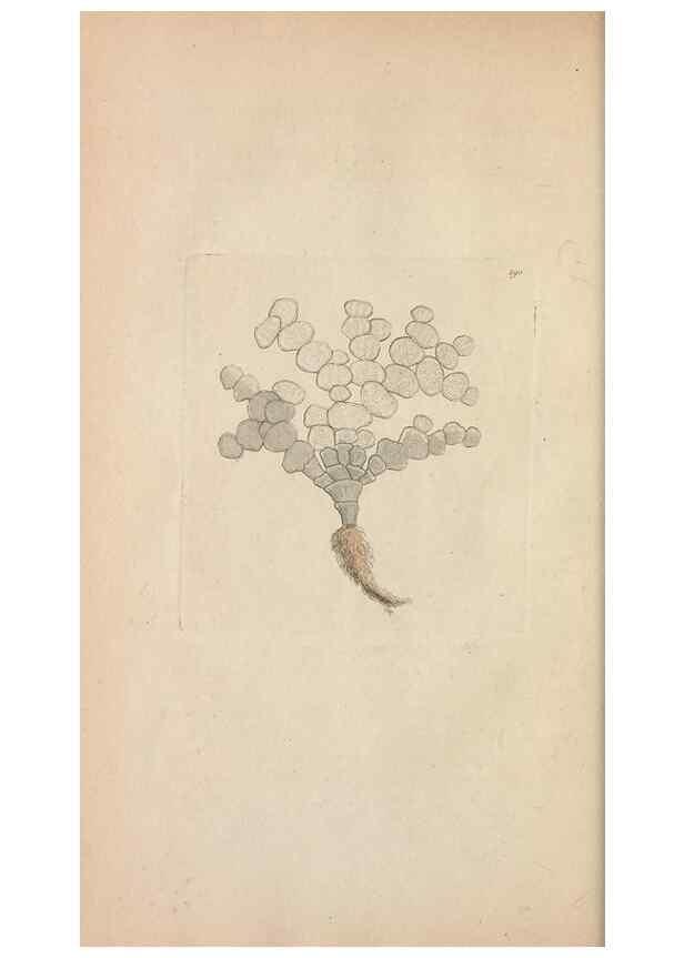 Reproducción/Reproduction 30236772264: The naturalist's miscellany, or Coloured figures of natural objects. London :Printed for Nodder & Co.,1789-1813