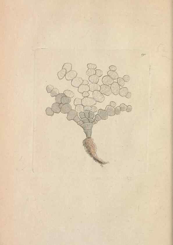 Reproducción/Reproduction 30236772264: The naturalist's miscellany, or Coloured figures of natural objects. London :Printed for Nodder & Co.,1789-1813