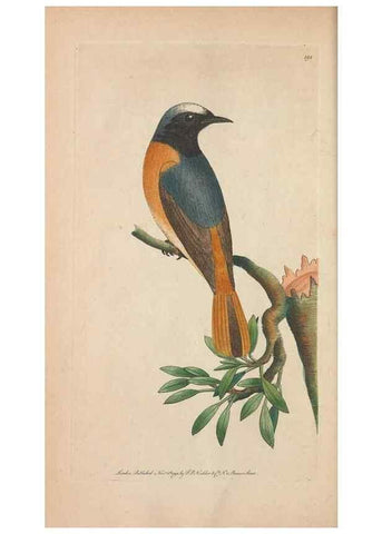 Reproducción/Reproduction 30869037725: The naturalist's miscellany, or Coloured figures of natural objects. London :Printed for Nodder & Co.,1789-1813