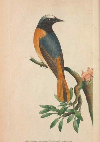 Reproducción/Reproduction 30869037725: The naturalist's miscellany, or Coloured figures of natural objects. London :Printed for Nodder & Co.,1789-1813