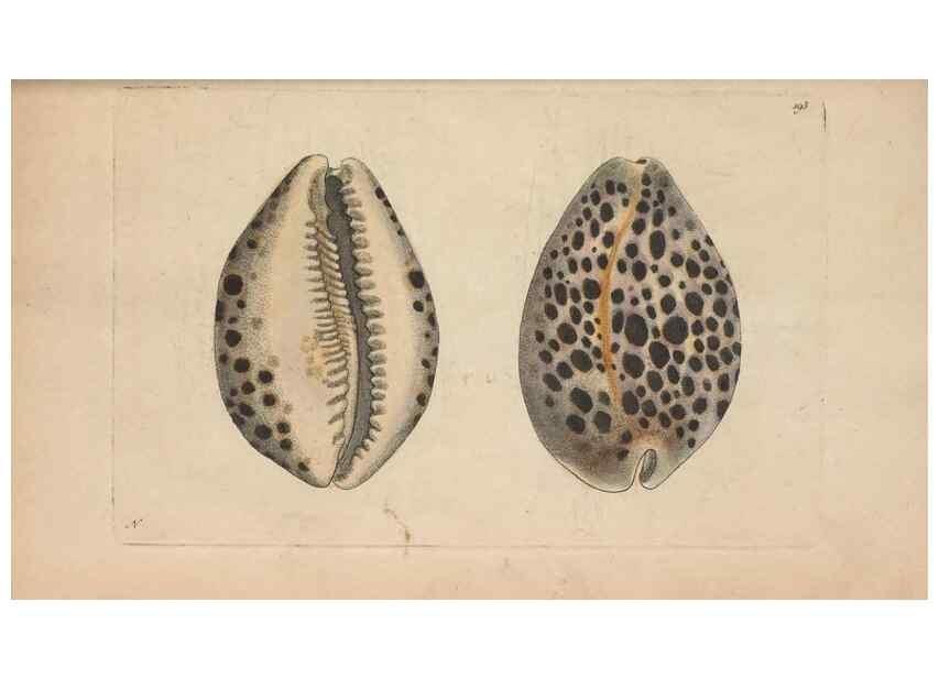 Reproducción/Reproduction 30869039385: The naturalist's miscellany, or Coloured figures of natural objects. London :Printed for Nodder & Co.,1789-1813