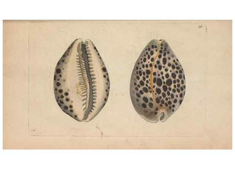Reproducción/Reproduction 30869039385: The naturalist's miscellany, or Coloured figures of natural objects. London :Printed for Nodder & Co.,1789-1813