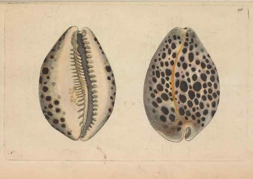 Reproducción/Reproduction 30869039385: The naturalist's miscellany, or Coloured figures of natural objects. London :Printed for Nodder & Co.,1789-1813