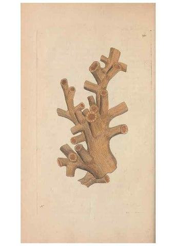 Reproducción/Reproduction 30869040925: The naturalist's miscellany, or Coloured figures of natural objects. London :Printed for Nodder & Co.,1789-1813
