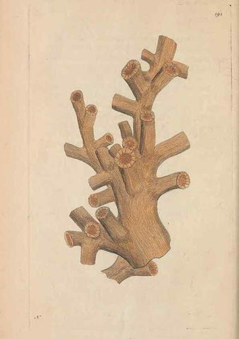 Reproducción/Reproduction 30869040925: The naturalist's miscellany, or Coloured figures of natural objects. London :Printed for Nodder & Co.,1789-1813