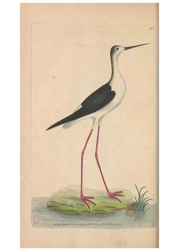 Reproducción/Reproduction 30567783160: The naturalist's miscellany, or Coloured figures of natural objects. London :Printed for Nodder & Co.,1789-1813