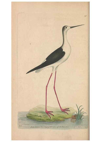 Reproducción/Reproduction 30567783160: The naturalist's miscellany, or Coloured figures of natural objects. London :Printed for Nodder & Co.,1789-1813