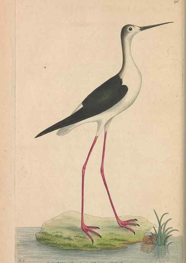 Reproducción/Reproduction 30567783160: The naturalist's miscellany, or Coloured figures of natural objects. London :Printed for Nodder & Co.,1789-1813
