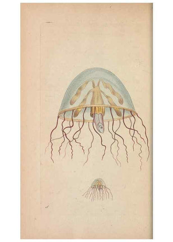 Reproducción/Reproduction 30567784850: The naturalist's miscellany, or Coloured figures of natural objects. London :Printed for Nodder & Co.,1789-1813