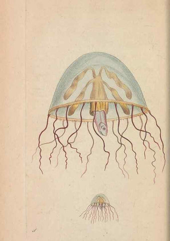 Reproducción/Reproduction 30567784850: The naturalist's miscellany, or Coloured figures of natural objects. London :Printed for Nodder & Co.,1789-1813