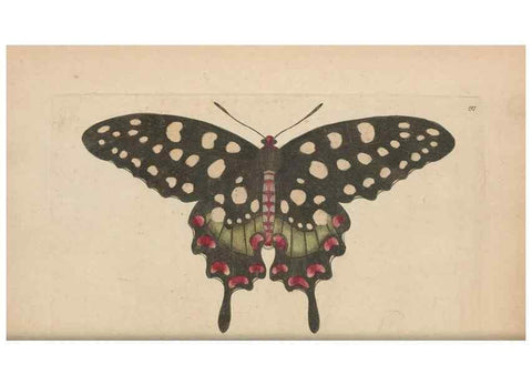 Reproducción/Reproduction 30567786110: The naturalist's miscellany, or Coloured figures of natural objects. London :Printed for Nodder & Co.,1789-1813
