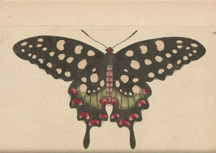 Reproducción/Reproduction 30567786110: The naturalist's miscellany, or Coloured figures of natural objects. London :Printed for Nodder & Co.,1789-1813