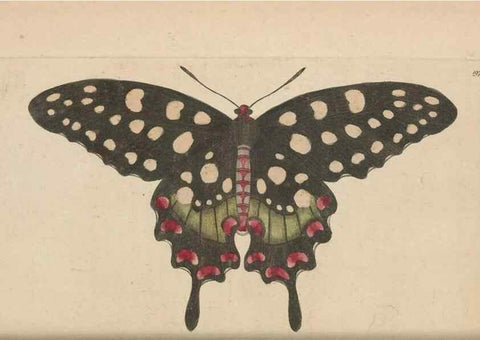 Reproducción/Reproduction 30567786110: The naturalist's miscellany, or Coloured figures of natural objects. London :Printed for Nodder & Co.,1789-1813