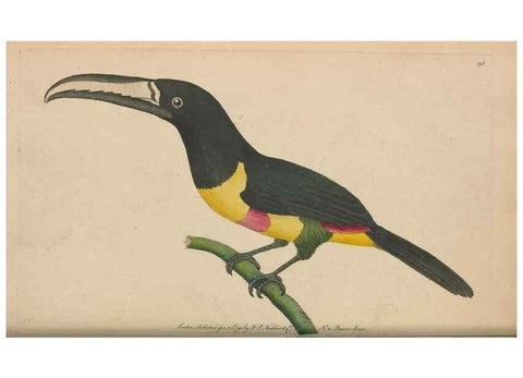Reproducción/Reproduction 30567787550: The naturalist's miscellany, or Coloured figures of natural objects. London :Printed for Nodder & Co.,1789-1813