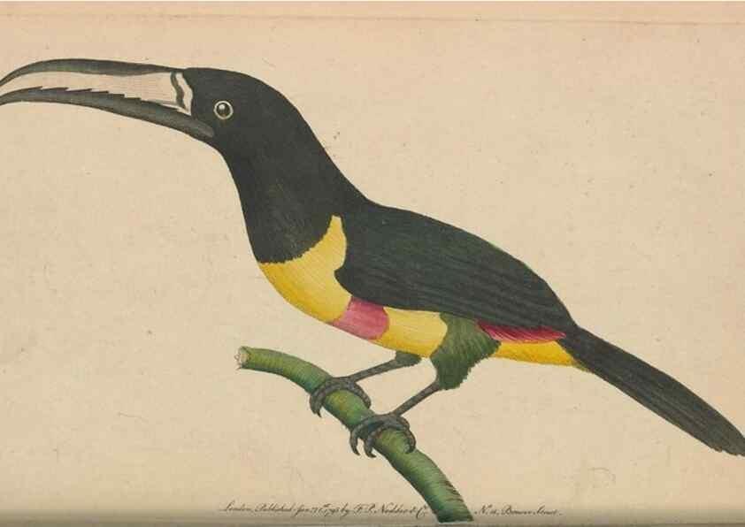 Reproducción/Reproduction 30567787550: The naturalist's miscellany, or Coloured figures of natural objects. London :Printed for Nodder & Co.,1789-1813