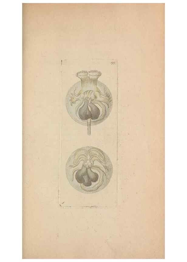 Reproducción/Reproduction 30567788680: The naturalist's miscellany, or Coloured figures of natural objects. London :Printed for Nodder & Co.,1789-1813