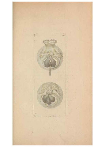 Reproducción/Reproduction 30567788680: The naturalist's miscellany, or Coloured figures of natural objects. London :Printed for Nodder & Co.,1789-1813