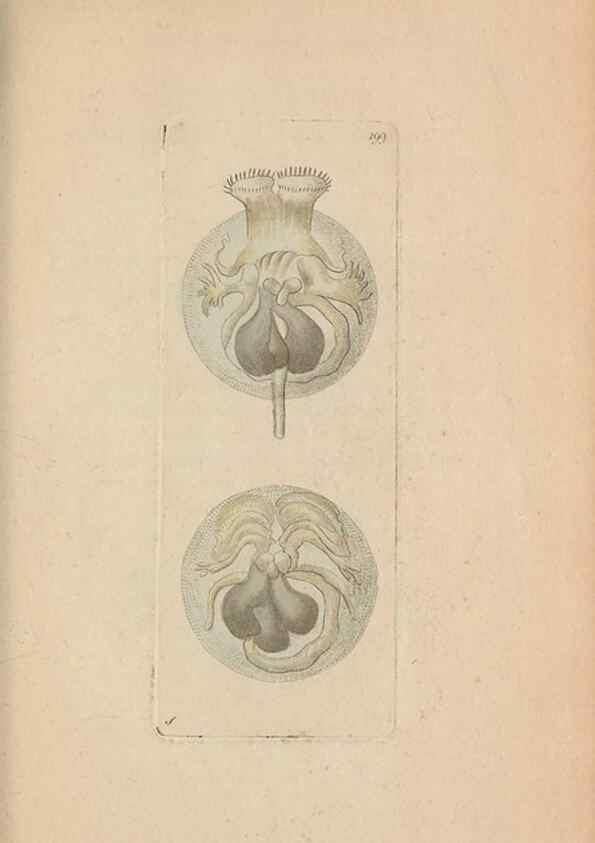 Reproducción/Reproduction 30567788680: The naturalist's miscellany, or Coloured figures of natural objects. London :Printed for Nodder & Co.,1789-1813