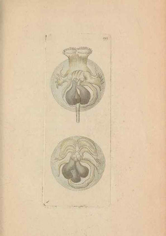 Reproducción/Reproduction 30567788680: The naturalist's miscellany, or Coloured figures of natural objects. London :Printed for Nodder & Co.,1789-1813