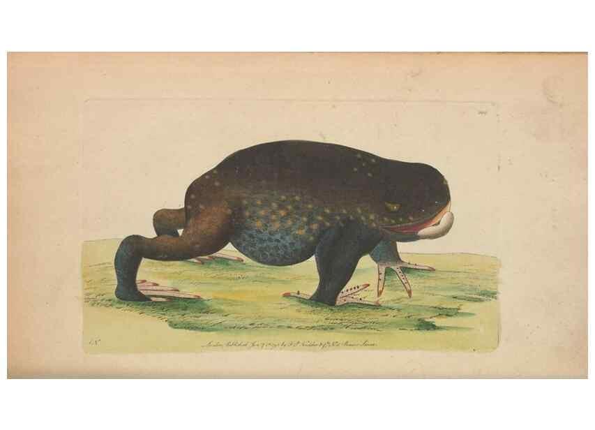 Reproducción/Reproduction 30567789730: The naturalist's miscellany, or Coloured figures of natural objects. London :Printed for Nodder & Co.,1789-1813