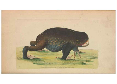 Reproducción/Reproduction 30567789730: The naturalist's miscellany, or Coloured figures of natural objects. London :Printed for Nodder & Co.,1789-1813