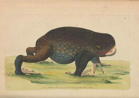 Reproducción/Reproduction 30567789730: The naturalist's miscellany, or Coloured figures of natural objects. London :Printed for Nodder & Co.,1789-1813