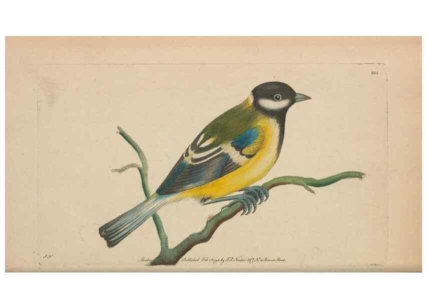 Reproducción/Reproduction 30567790600: The naturalist's miscellany, or Coloured figures of natural objects. London :Printed for Nodder & Co.,1789-1813