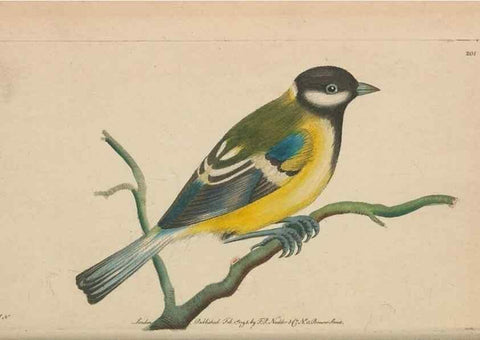 Reproducción/Reproduction 30567790600: The naturalist's miscellany, or Coloured figures of natural objects. London :Printed for Nodder & Co.,1789-1813