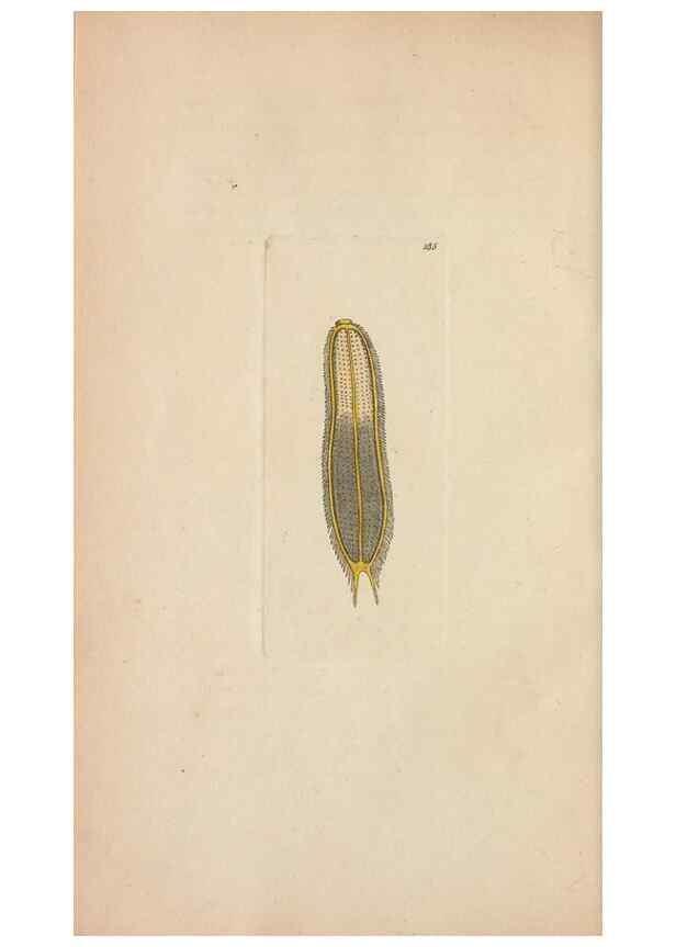 Reproducción/Reproduction 30869027485: The naturalist's miscellany, or Coloured figures of natural objects. London :Printed for Nodder & Co.,1789-1813