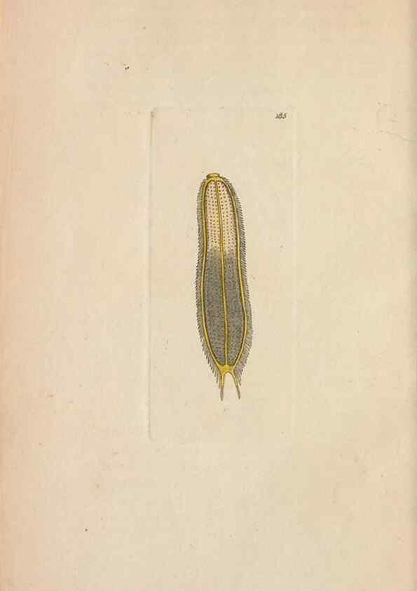 Reproducción/Reproduction 30869027485: The naturalist's miscellany, or Coloured figures of natural objects. London :Printed for Nodder & Co.,1789-1813