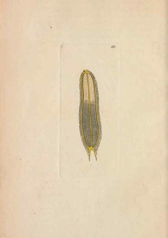 Reproducción/Reproduction 30869027485: The naturalist's miscellany, or Coloured figures of natural objects. London :Printed for Nodder & Co.,1789-1813