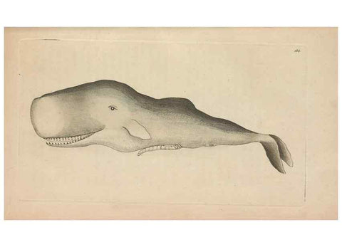 Reproducción/Reproduction 30780675841: The naturalist's miscellany, or Coloured figures of natural objects. London :Printed for Nodder & Co.,1789-1813