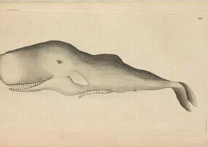 Reproducción/Reproduction 30780675841: The naturalist's miscellany, or Coloured figures of natural objects. London :Printed for Nodder & Co.,1789-1813