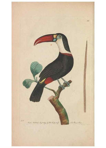 Reproducción/Reproduction 30780673311: The naturalist's miscellany, or Coloured figures of natural objects. London :Printed for Nodder & Co.,1789-1813
