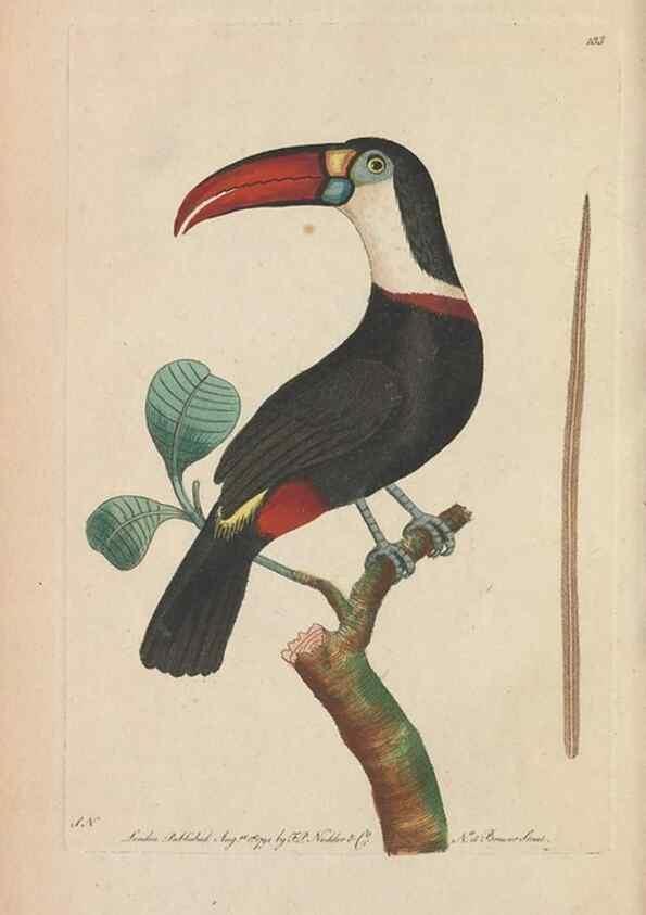 Reproducción/Reproduction 30780673311: The naturalist's miscellany, or Coloured figures of natural objects. London :Printed for Nodder & Co.,1789-1813