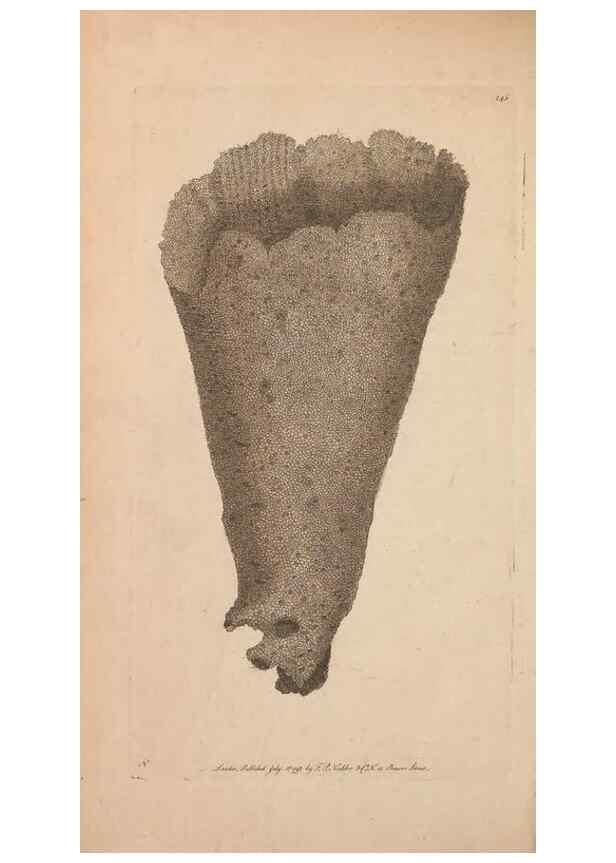 Reproducción/Reproduction 30550643910: The naturalist's miscellany, or Coloured figures of natural objects. London :Printed for Nodder & Co.,1789-1813