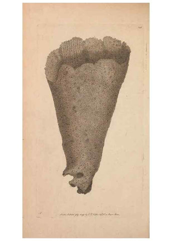 Reproducción/Reproduction 30550643910: The naturalist's miscellany, or Coloured figures of natural objects. London :Printed for Nodder & Co.,1789-1813