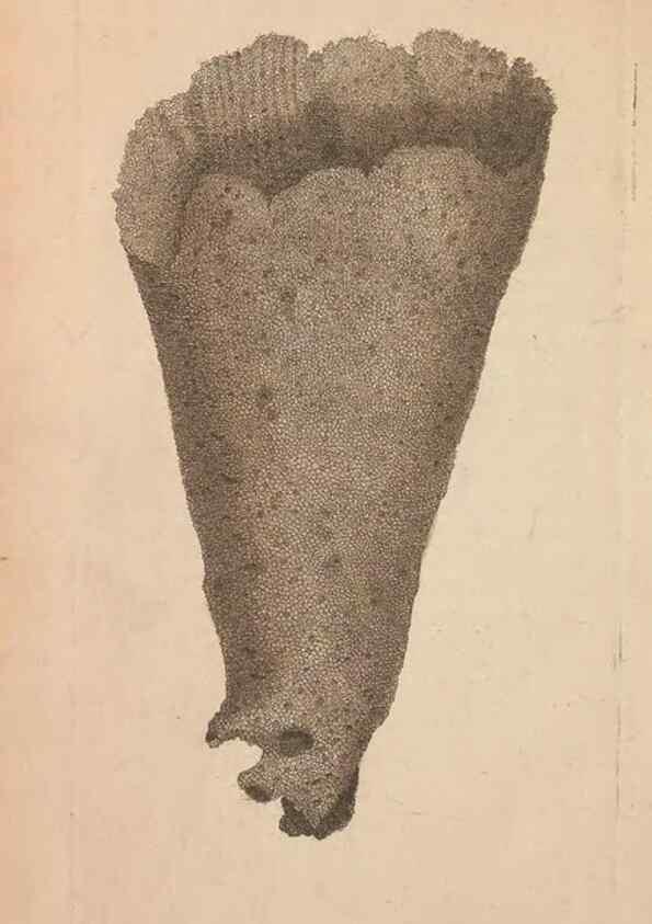 Reproducción/Reproduction 30550643910: The naturalist's miscellany, or Coloured figures of natural objects. London :Printed for Nodder & Co.,1789-1813