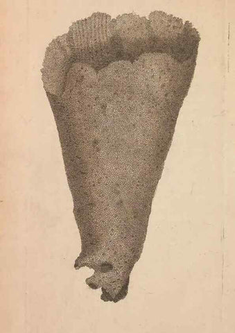 Reproducción/Reproduction 30550643910: The naturalist's miscellany, or Coloured figures of natural objects. London :Printed for Nodder & Co.,1789-1813