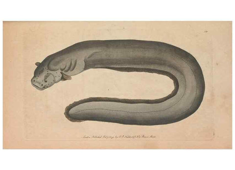Reproducción/Reproduction 30216127103: The naturalist's miscellany, or Coloured figures of natural objects. London :Printed for Nodder & Co.,1789-1813