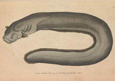 Reproducción/Reproduction 30216127103: The naturalist's miscellany, or Coloured figures of natural objects. London :Printed for Nodder & Co.,1789-1813