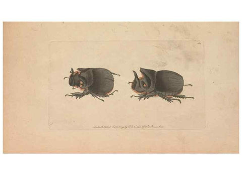 Reproducción/Reproduction 30216128313: The naturalist's miscellany, or Coloured figures of natural objects. London :Printed for Nodder & Co.,1789-1813