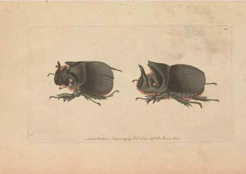 Reproducción/Reproduction 30216128313: The naturalist's miscellany, or Coloured figures of natural objects. London :Printed for Nodder & Co.,1789-1813