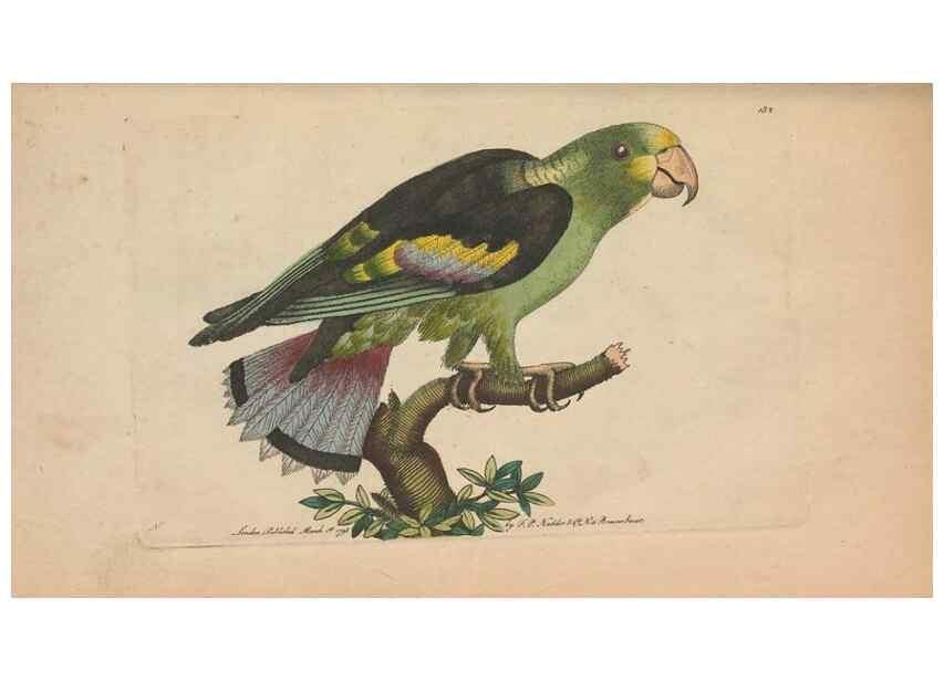 Reproducción/Reproduction 30550623650: The naturalist's miscellany, or Coloured figures of natural objects. London :Printed for Nodder & Co.,1789-1813